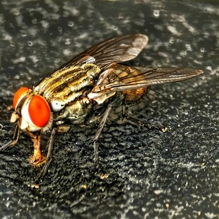 红眼条纹苍蝇特写