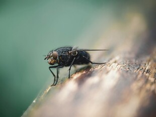 木上停驻的黑蝇