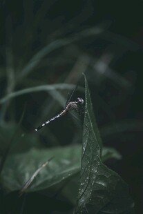 绿叶上的精致小昆虫