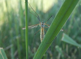 草丛中的长脚昆虫