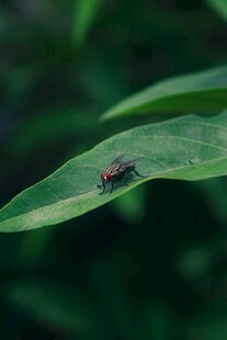 绿叶上的小昆虫