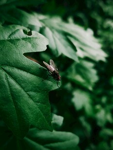 绿叶上的小昆虫