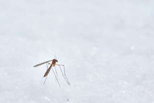 雪地中的细长腿小昆虫