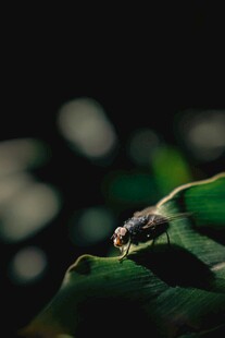 绿叶上的小甲虫