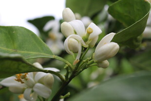 柑橘花