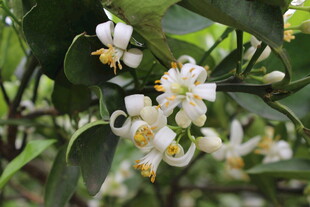 柑橘花