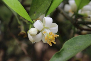 柑橘花