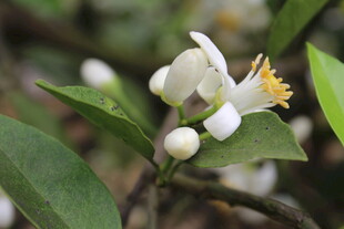 柑橘花朵