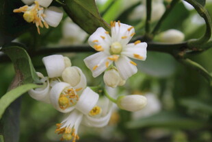 柑橘花