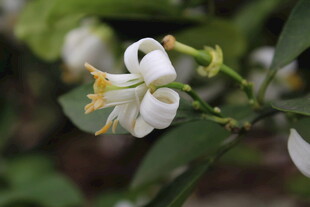柑橘花