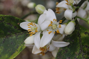 柑橘花