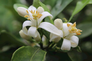 柑橘花