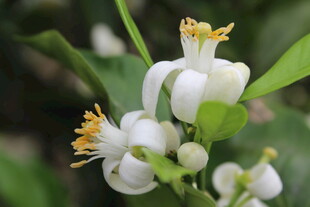 柑橘花