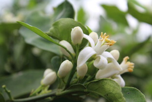 柑橘花