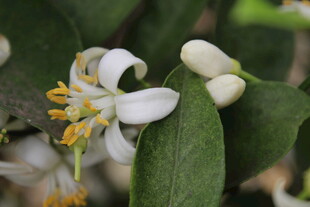 柑橘花