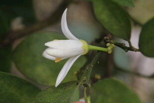 柑橘花