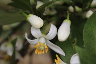 柑橘花