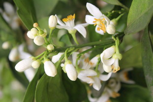 柑橘花