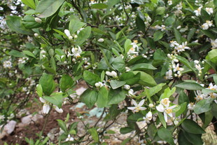 柑橘花