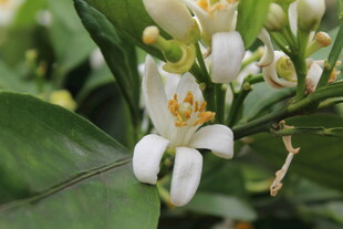 柑橘花