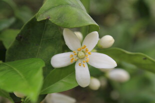 柑橘花