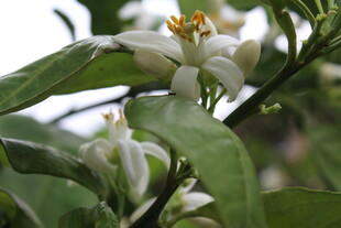柑橘花枝