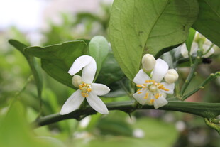 柑橘花