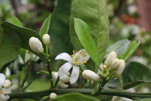 柑橘花