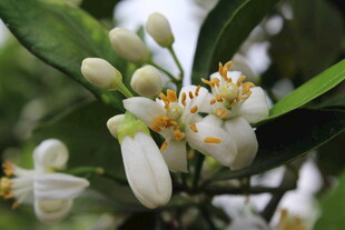 柑橘花