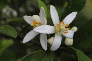 柑橘花