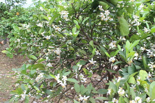 柑橘花