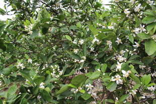 柑橘花