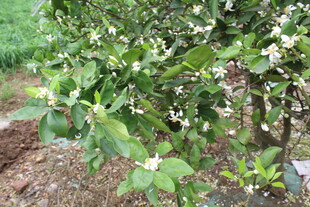 柑橘花