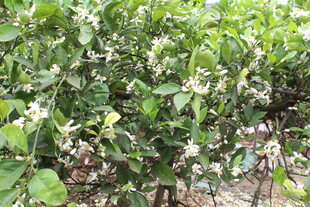 柑橘花