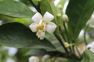 柑橘花
