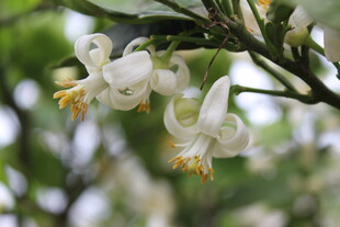 柑橘花