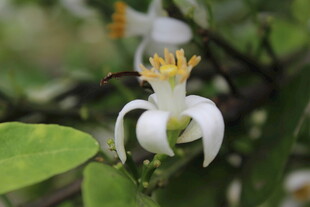 柑橘花