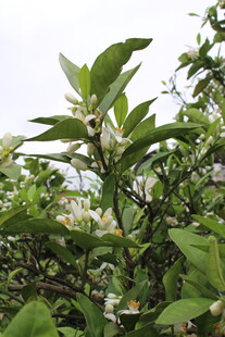 柑橘花