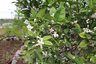 柑橘花