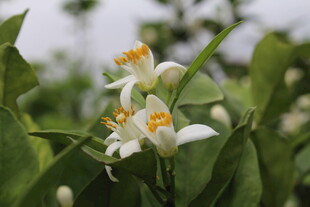 柑橘花
