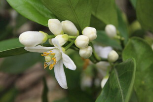 柑橘花