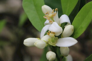柑橘花