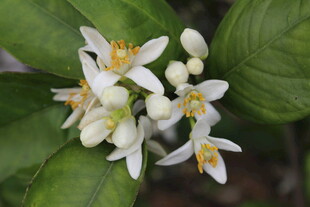 柑橘花