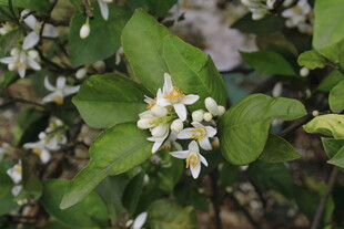 柑橘花