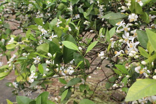 柑橘花