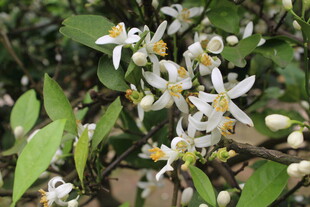 柑橘花