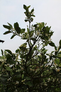 柑橘花