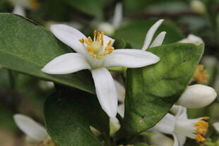 柑橘花