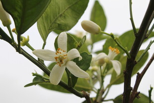 柑橘花