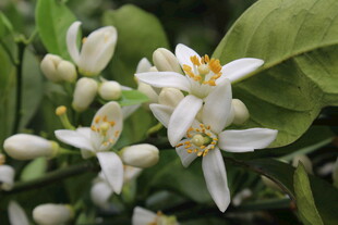 柑橘花